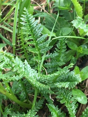 Pedicularis rostratospicata