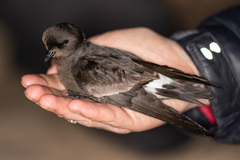 Hydrobates pelagicus