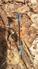 Argia nahuana