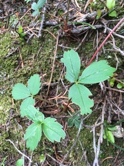 Fragaria virginiana glauca