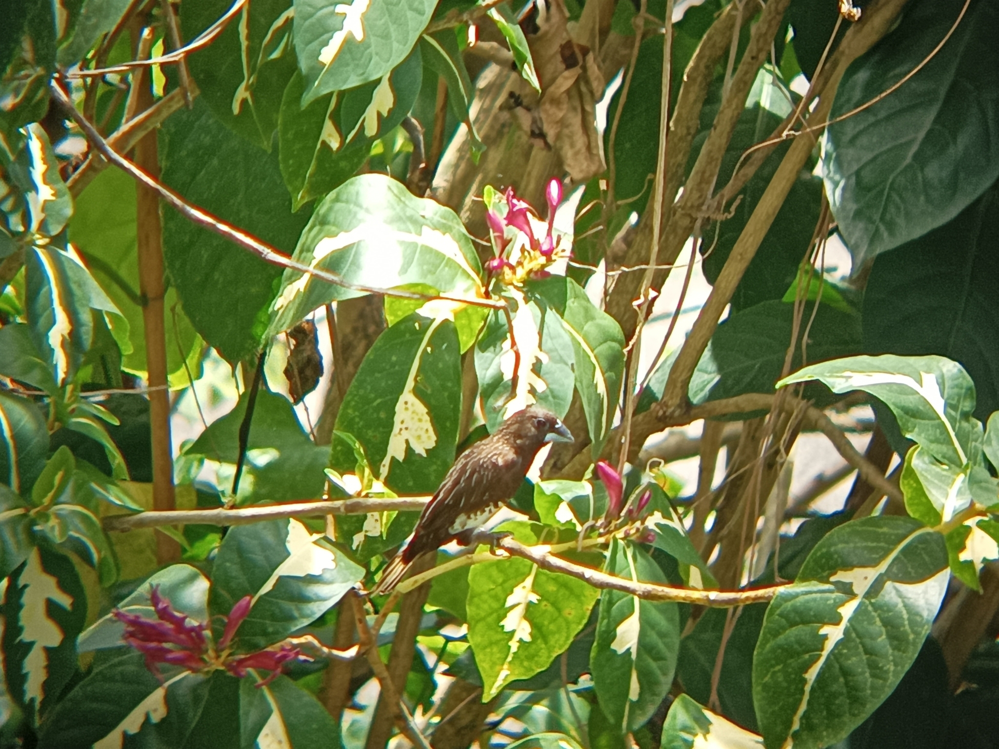 White-bellied Munia