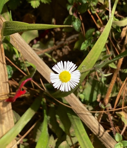 Erigeron velutipes