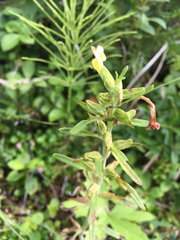 Pedicularis labradorica