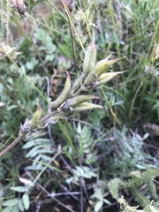 Oxytropis campestris