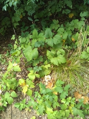 Toxicodendron radicans