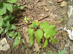 Toxicodendron radicans