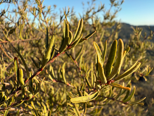parry's tetracoccus (Tetracoccus dioicus)