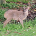 Gray Brocket - Photo (c) Gonzalo Diaz, some rights reserved (CC BY-NC), uploaded by Gonzalo Diaz