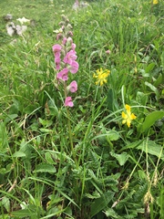 Pedicularis rostratospicata