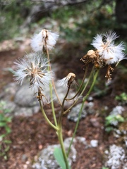 Senecio wootonii