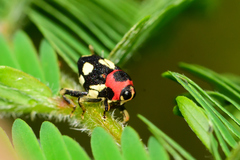 Copturus aurivillianus