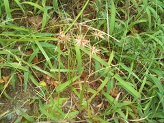 Cyperus