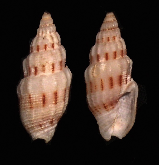 Vexillum exasperatum
