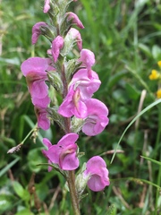 Pedicularis rostratospicata