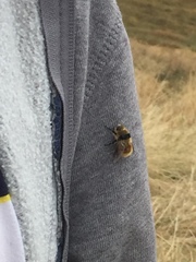 Cephenemyia stimulator