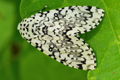 Lichnoptera decora