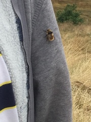 Cephenemyia stimulator