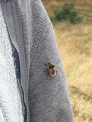 Cephenemyia stimulator