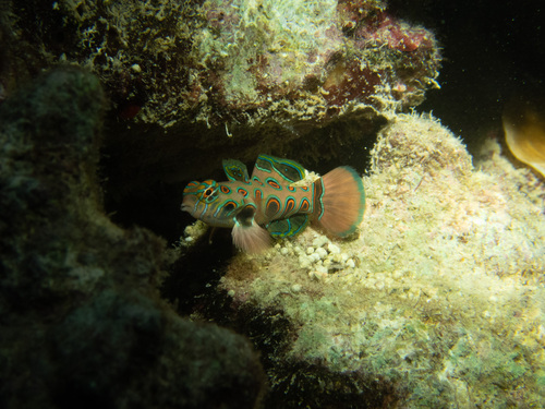 Green spot mandarin (Synchiropus picturatus) — Callionymidae — 2