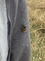 Cephenemyia stimulator