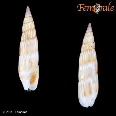 Hastula albula