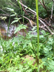 Conioselinum scopulorum
