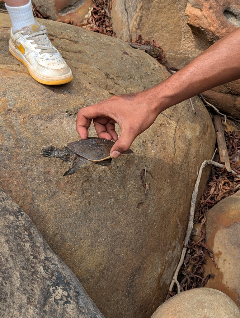 Narrow-headed Asian Softshell Turtle
