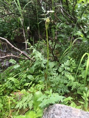 Conioselinum scopulorum