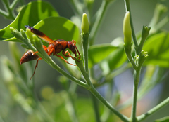Rhynchium oculatum