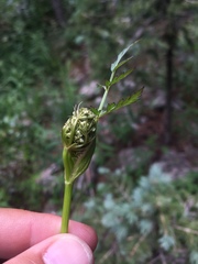 Conioselinum scopulorum