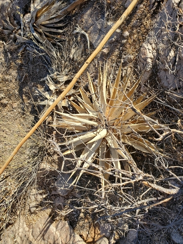 Agave simplex