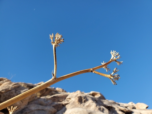 Agave simplex