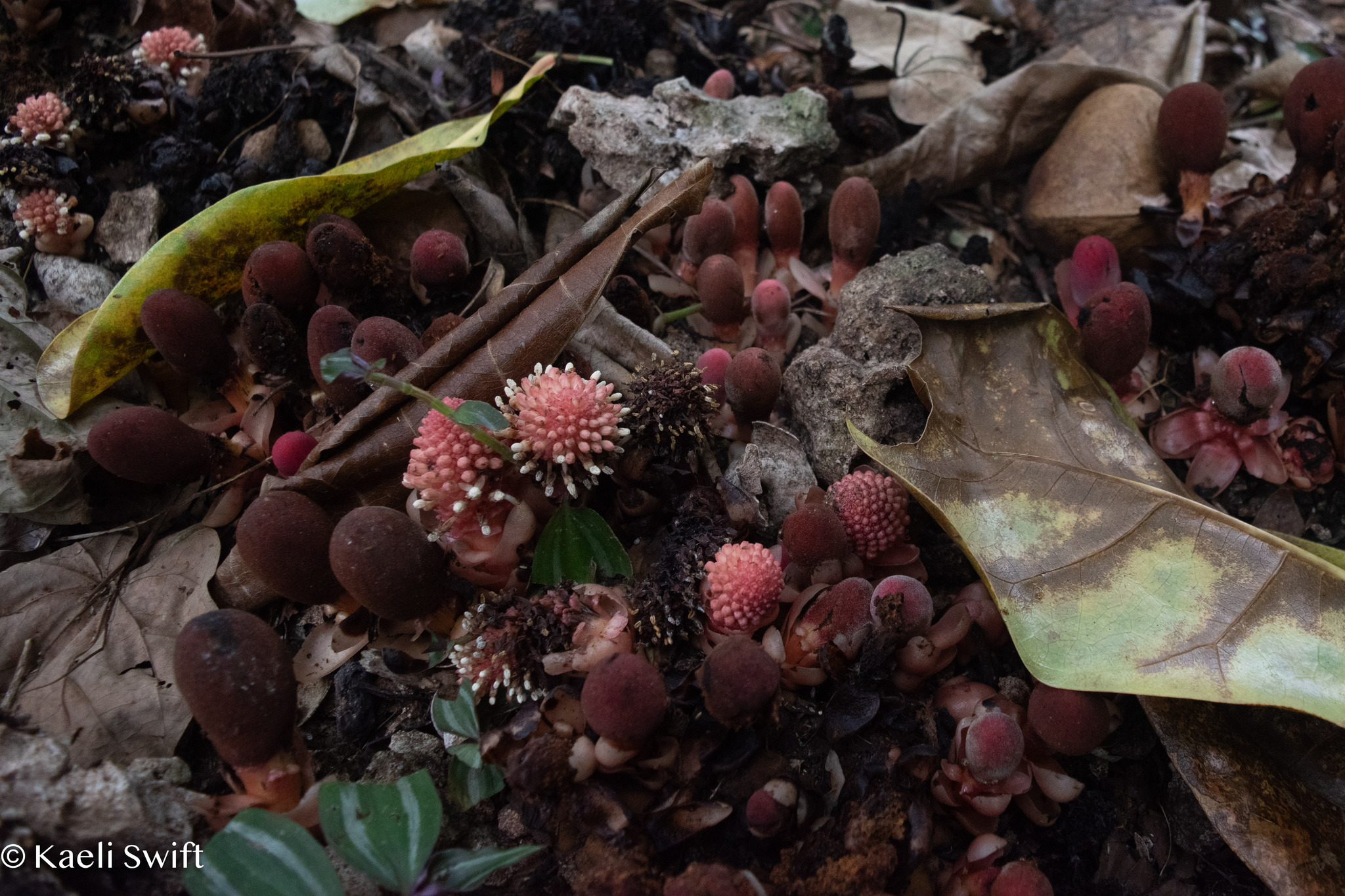 Imagem de Flor-de-cera