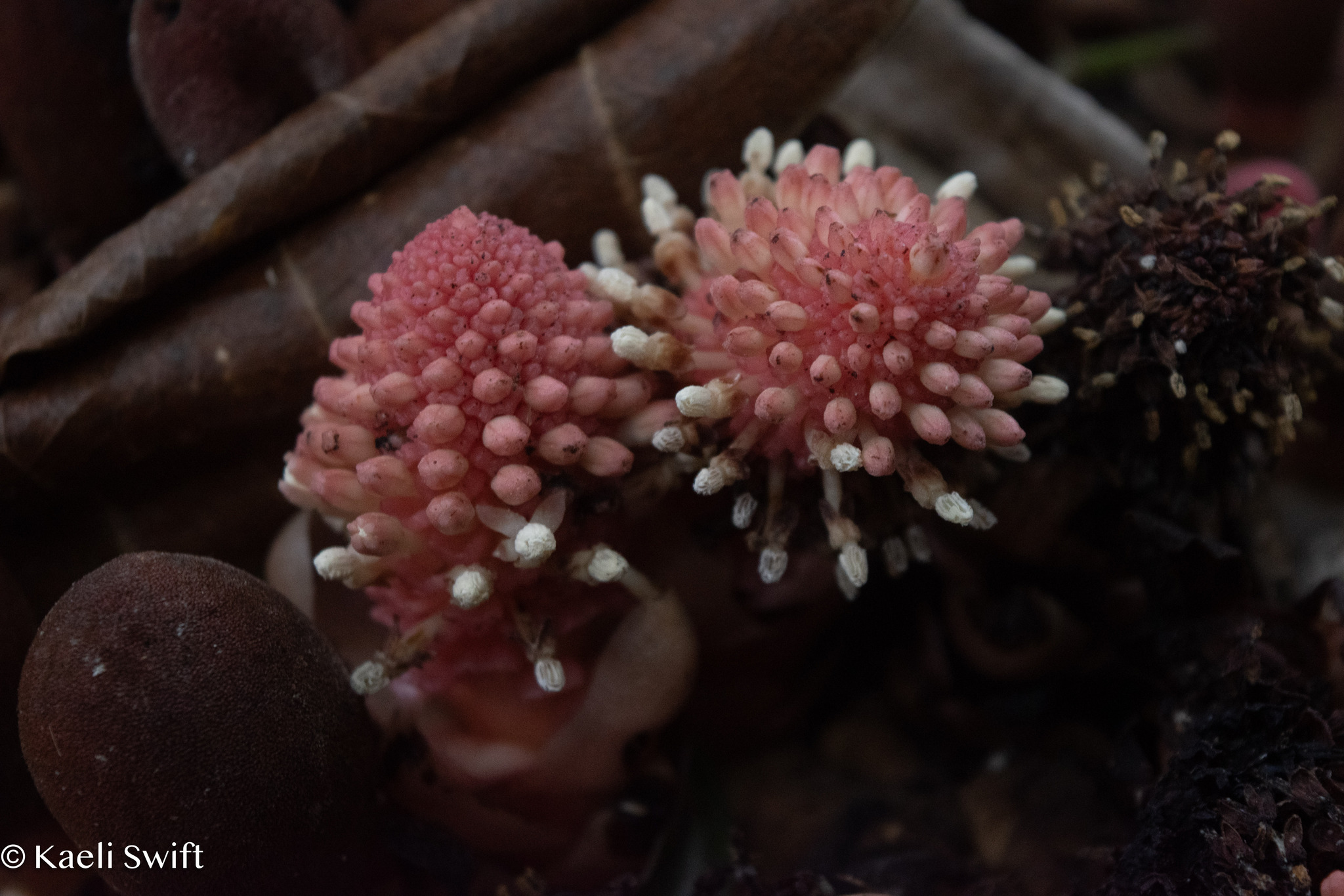 Imagem de Flor-de-cera