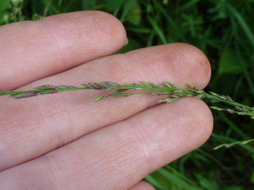 Purple moor grass
