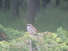 Oriturus superciliosus