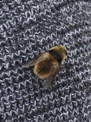 Cephenemyia stimulator