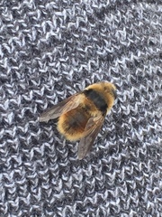 Cephenemyia stimulator