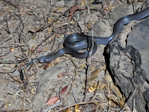 Brown House Snake