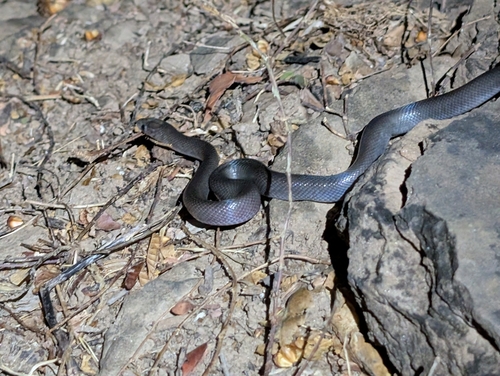 Brown House Snake