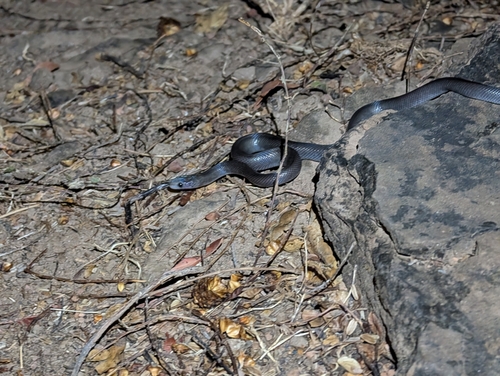 Brown House Snake