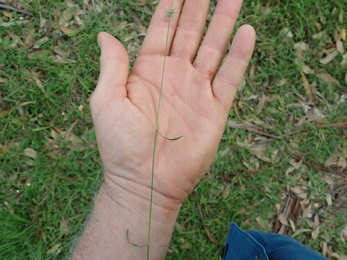 Image of Echinopogon ovatus by no rights reserved