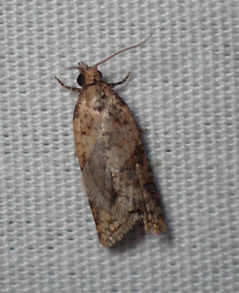 Archipini from 4 Ronald Ct, Somerville VIC 3912, Australia on February ...