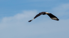 Caracara plancus image