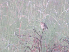 Passerculus sandwichensis