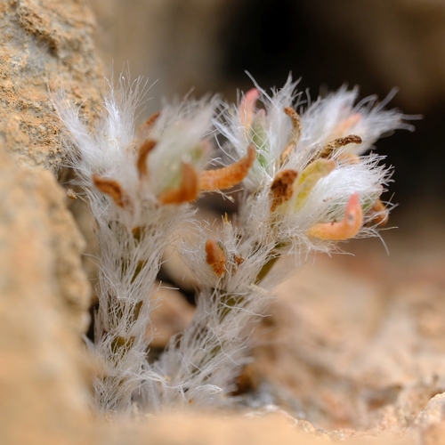 Portulaca kuriensis