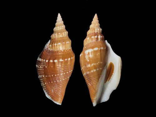 Doxander japonicus observed 2025-02-22