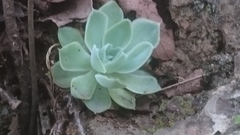 Echeveria simulans