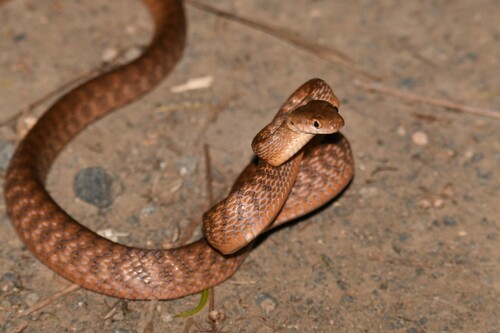 Brown Tree Snake sighting