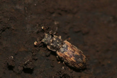 Synchita undata
